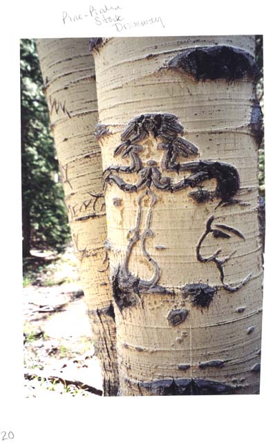 San Juan Mountains arborglyph illustration by Esther Greenfield
