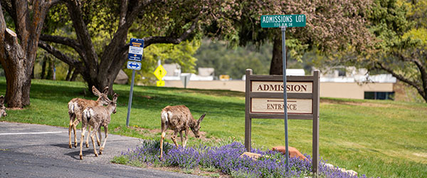 Entrance of the Admission lot with three deer at the base of the entrance sign